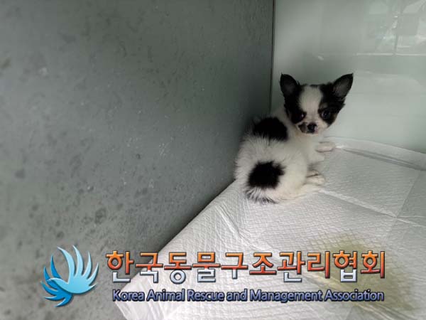 한국동물구조관리협회_441409202401799